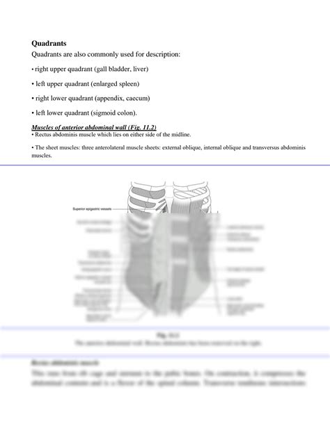 Solution Abdomen Pelvis And Perineum Human Anatomy Mbbs Notes Studypool