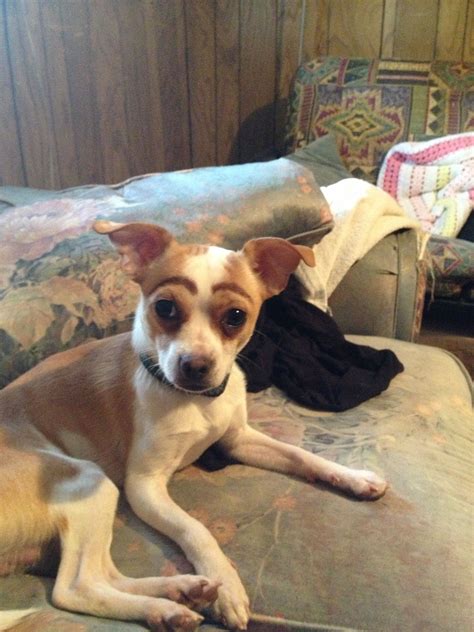 Thats right. I drew eyebrows on my dog. | Dogs, Animals, How to draw ...