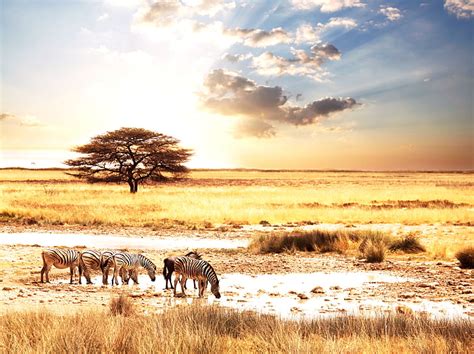 HD wallpaper: herd of zebras, animals, the sun, landscape, Savannah, Africa | Wallpaper Flare