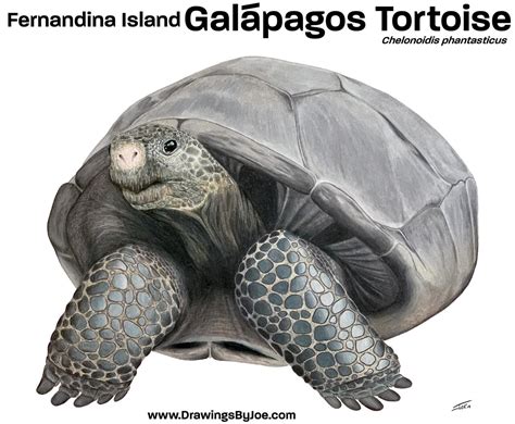 Fernandina Island Galapagos Tortoise by artworkbyjoe on DeviantArt