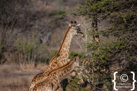 Kruger Wildlife Gallery | Kruger Photo Gallery