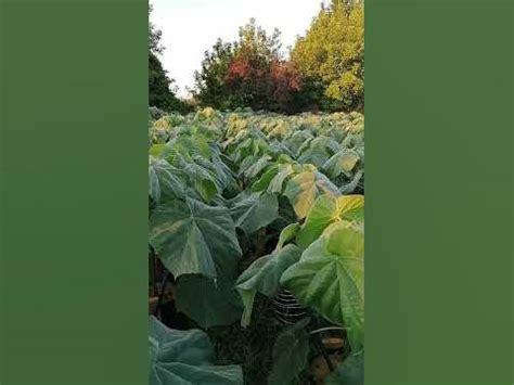 Павловния Шан Тонг. - YouTube