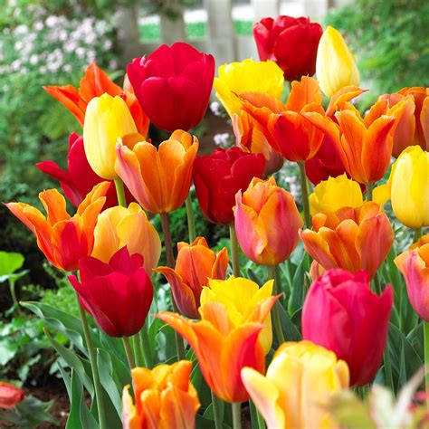 Tulip Bulbs For Sale Online J Parkers Dutch Bulbs