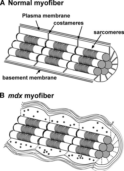 Effect Of Dystrophin Loss Of Myofiber Function And Organization A