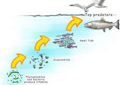 Aquatic Food Chain Diagram