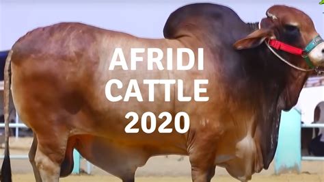 Eid Ul Adha 2020 SHAHID AFRIDI CATTLE FARM ALL COWS VLOG Cow Mandi