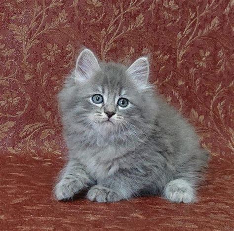 Siberian cats, beautiful and respectable, magnificent, kittens for sale ...