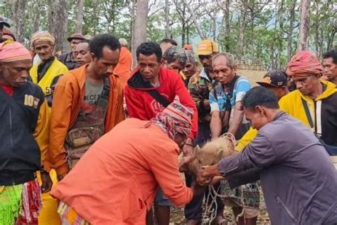 Masyarakat Adat Fatumnasi Tts Gelar Ritual Adat Demi Menjaga