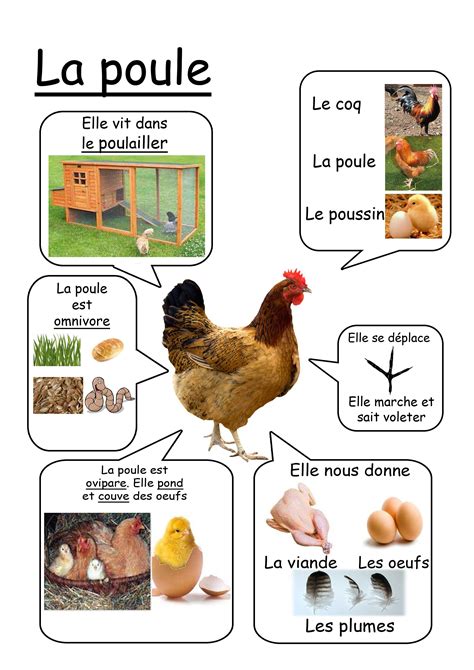 Types Of Chickens French Activities