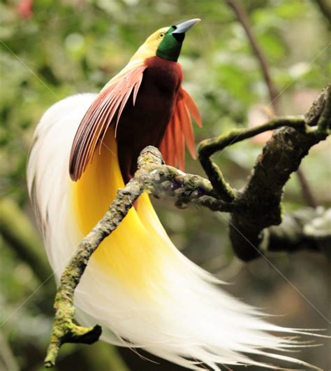 Papua Taman Nasional Lorentz Burung Cendrawasih Yang Langka Photo By