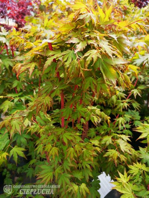 Acer Palmatum Sangokaku Klon Palmowy Acer Palmatum Sangokaku