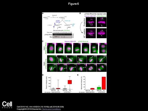 Aurora Kinases And Protein Phosphatase Mediate Chromosome Congression