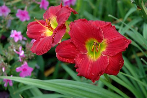 Happy Ever Appster Red Hot Returns Daylily Hemerocallis Red Hot Returns In Brainerd Baxter