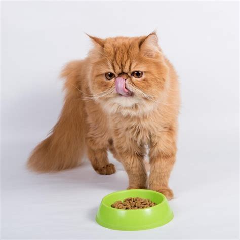 Premium Photo Red Cat Eats Dry Food From A Bowl Persian Exotic