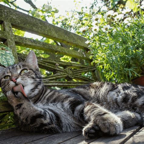 Redenen Waarom Katten Sproeien In Huis De Gelukkige Huiskat