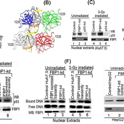 Transactivation Activity And Dna Binding Ability Of Mutant P Y C In