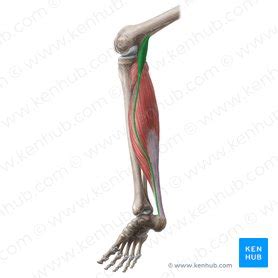 Plantaris Origins Insertions Innervation And Actions Kenhub