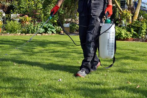 A Beginners Guide To Getting Rid Of Lawn Weeds Premier Lawns