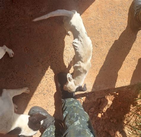 Polícia Ambiental encontra cachorros magreza excessiva e tutora