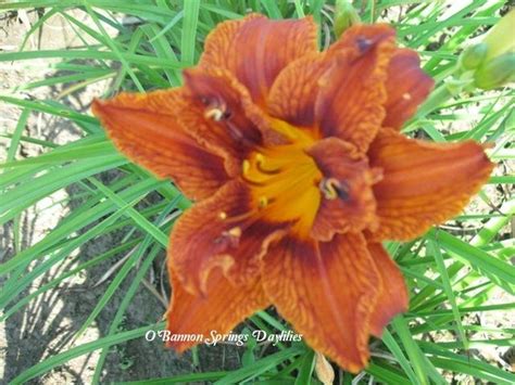 Photo Of The Bloom Of Daylily Hemerocallis Double Bourbon Posted By