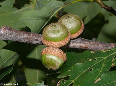 Northern Red Oak Quercus Rubra Var Ambigua Acorns P Garden Nut Lover Acorn Leaf Unique