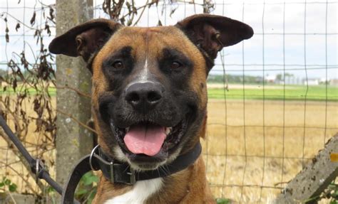 Adoption de Scooby doo Indéfinie chien boxer région Centre Val de Loire