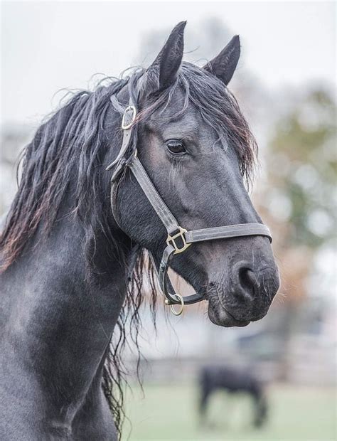 1578 best Friesian images on Pinterest