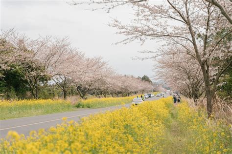 제주 유채꽃 명소 입장료 없이 갈 수 있는 제주 유채꽃 스팟 Best 3 Zum 허브