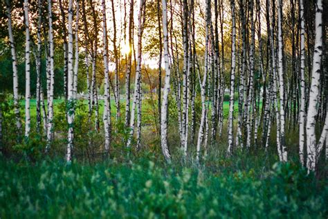 Fotos gratis árbol bosque césped rama puesta de sol prado luz