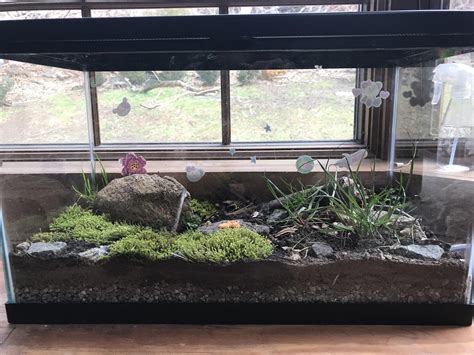 Pet Salamander Habitat