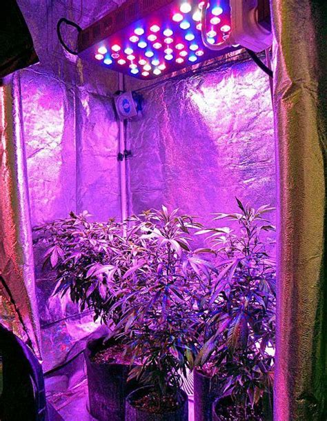 Les Meilleures Lampes De Culture De Cannabis Grace Genetics Graines