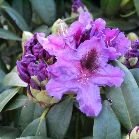 Rhododendron Azurro Lubera De Pflanzen Zierpflanzen Str Ucher