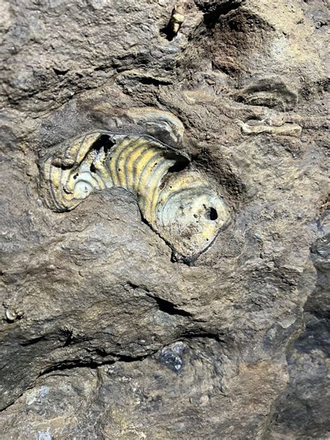 Kluterthöhle in Ennepetal Ein Reich der Steinkorallen