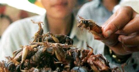 Five Reasons Why You Should Start Eating Insects