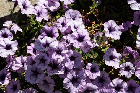 Petunia Hybrida Flower Bed Stock Image Image Of Lilac