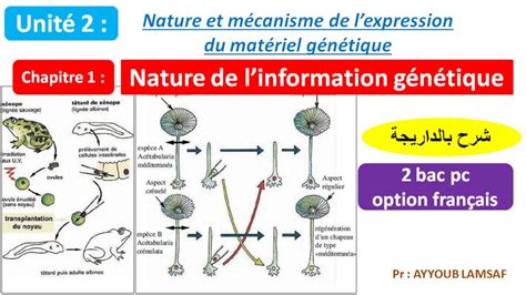 Nature De Linformation Génétique Svt 2 Bac Pc Option Français شرح بالداريجة Youtube