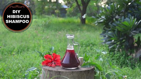 Homemade Hibiscus Shampoo To Grow Hair Faster And Thicker Youtube