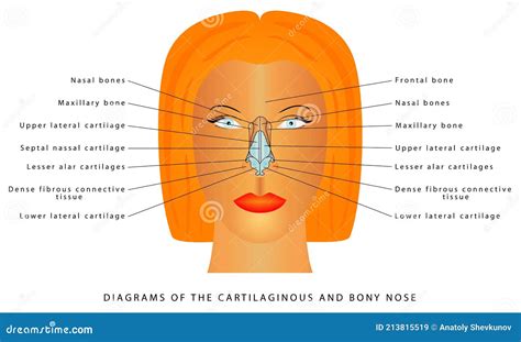 Human Nose Anatomy Stock Vector Illustration Of Medical 213815519