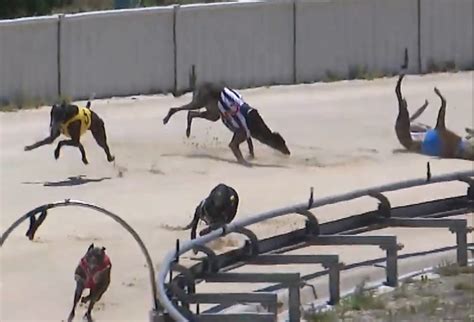 Nineteen greyhounds killed racing in deadly December - Coalition for ...