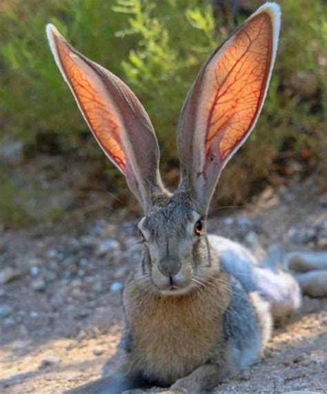 Absolute Units Of Ears 9GAG