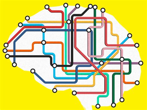 Human Brain Wiring Diagram Wiring Diagram