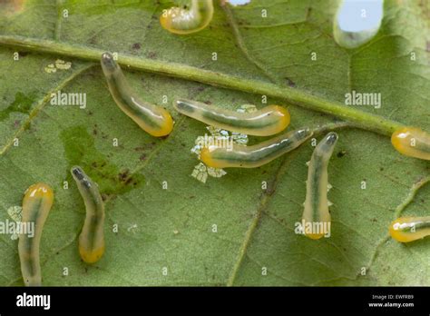 Eiche Slug Blattwespen, Slugworm, Larve, Larven, Linden-Blattwespe ...