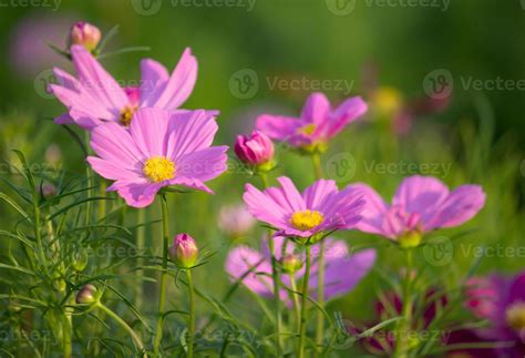 cosmos flowers in the garden 11701828 Stock Photo at Vecteezy