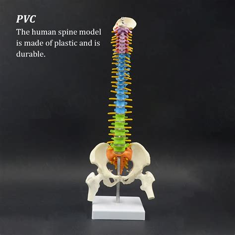 Modelo De Columna Vertebral Anat Mica Suministros De Ciencia Educaci N