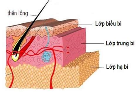 Cấu Trúc Da Gồm Mấy Lớp Và Chức Năng - VITA Clinic