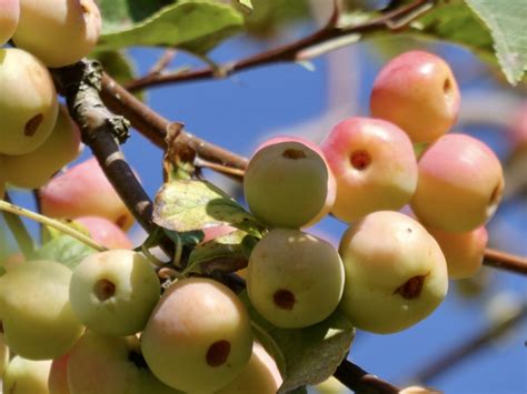 Vroege Vogels Foto Planten Malusappeltjes