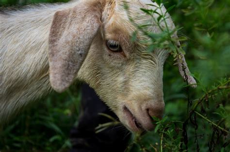 Free Photo | Sheep eating