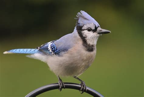 Blue Jay DSC 3128 Dana Siefer Flickr