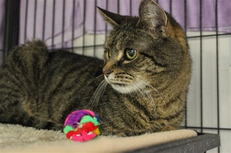 In Photos The Cats And Dogs Of Midcoast Humane