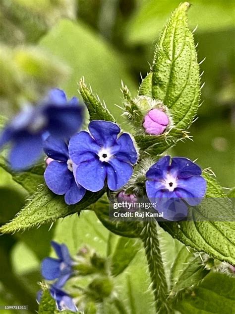 Green Alkanet Plant With Blue Flowers In Close Up High Res Stock Photo